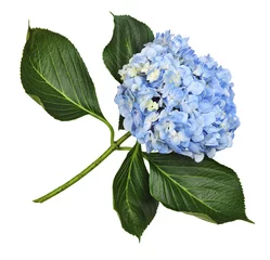 Foto op Aluminium Blue hydrangea flower © Ortis