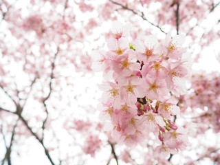 満開の桜