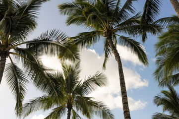 Fototapeta na wymiar tropical palm trees 