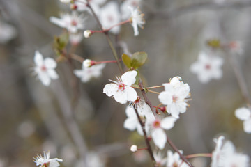 Blüte weiß 3
