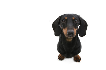 portrait dachshund puppy dog looking up. Isolated on white background.