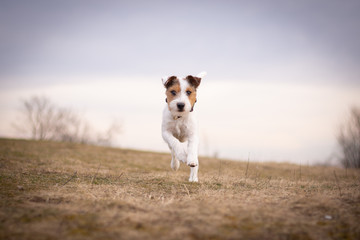 Parson Russell Terrier - Running