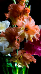 Obraz na płótnie Canvas Colorful gladiolus flower, background, wedding, fashion, design, floral
