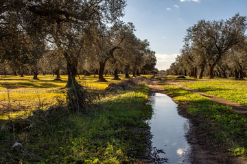 Fototapeta premium Primavera - Oliveto
