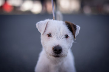 Parson Russell Terrier Portrait - Head