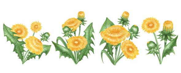 Set of dandelion bushes