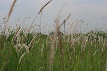 Fototapeta premium Nature