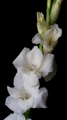 Fototapeta na wymiar Colorful gladiolus flower, background, wedding, fashion, design, floral