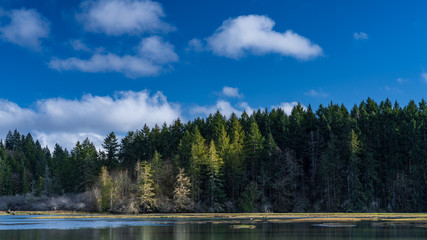 Blue Skies And White Clouds Over Oyster Bay,  Washington State