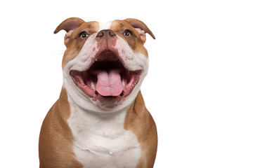 Portrait of an happy old english bulldog looking at the camera with a huge smile isolated on a...