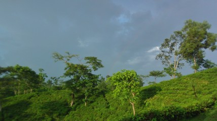 beautiful tea garden in Bangladesh ,landscape with trees and blue sky