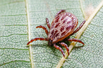 A dangerous parasite and infection carrier mite sitting on a green leaf