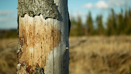 Bark wood beetle pest Ips typographus infestation, spruce and bast tree infested attacked by European spruce, making their way in wood larva and larvae, clear cut calamity, caterpillar dead trees