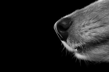 Close-up of a nose of a dog seen from the side in black and white