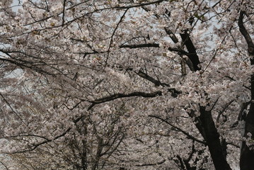 cherry blossoms