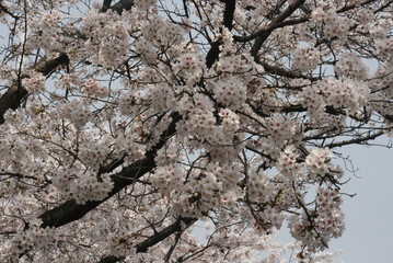 cherry blossoms