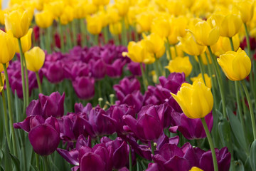 Fototapeta premium Yellow and purple tulips on a background of green leaves.