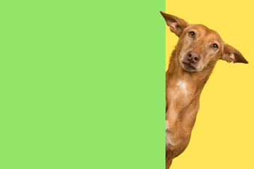 Portrait of a cute podenco andaluz on a yellow background looking around the corner of a green...