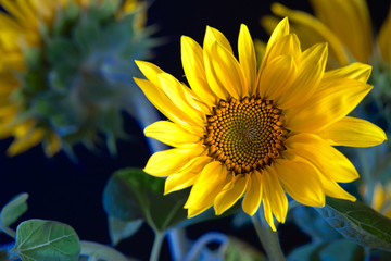 Fototapeta premium Abstract beautiful green sunflower burgeon developing macro close-up, over blurred sunflowers background as concept for production of vegetable oil.