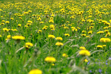 Background and texture of a field of yellow dandelion flowers. Focus on foreground, back to defocus.
