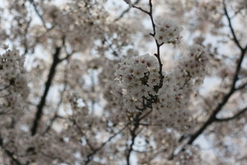 cherry blossoms
