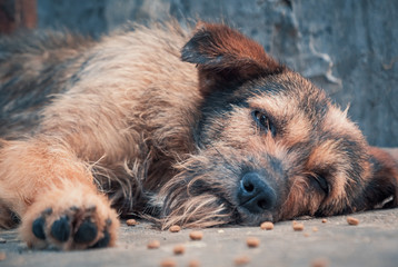 Lonely stray dog lying on the floor in shelter, suffering hungry miserable life, homelessness....