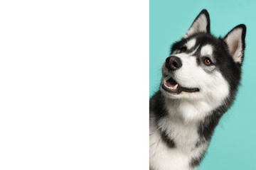 Portrait of a siberian husky on a blue background looking around the corner of a white empty board with space for copy © Elles Rijsdijk