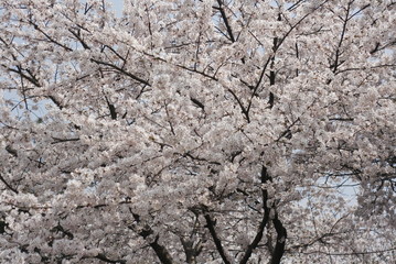 cherry blossoms