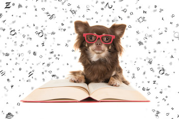 Cute chihuahua dog lying on a red book wearing red glasses with letters floating everywhere isolated on a white background