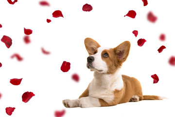 Welsh corgi puppy dog lying down on the floor looking up at falling red rose petals isolated on a white background