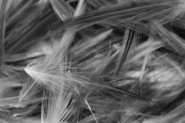 Beautiful abstract colorful black and white feathers on white background and soft gray feather texture on white pattern and gray background. black feather texture