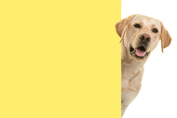 Portrait of a blond labrador retriever dog looking around the corner of an yellow empty board with...