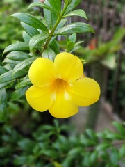 yellow flowers in garden