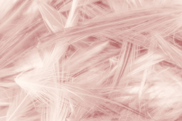Beautiful abstract colorful red feathers on white background and soft white feather texture on white pattern and light pink background