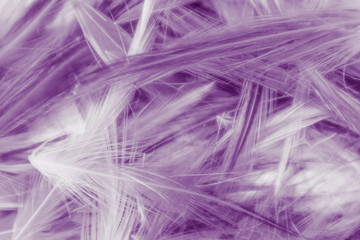 Beautiful abstract colorful gray and purple feathers on white background and soft white feather texture on white pattern and purple background, colorful feather, purple banners