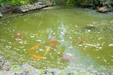 Koi fish swimming in a pond