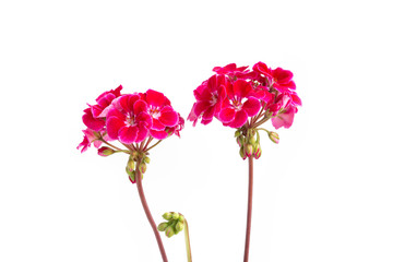 Two branches with red geranium inflorescences isolated on a white background.