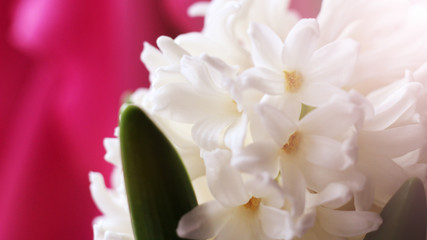 Hyacinthus orientalis common hyacinth, garden hyacinth or Dutch hyacinth