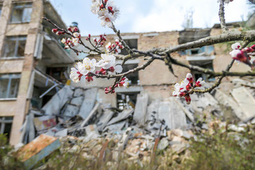 Cherry trees blossoming in front of decaying building in Pripyat Ukraine. Nature wins over...
