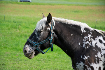 portrait of a horse