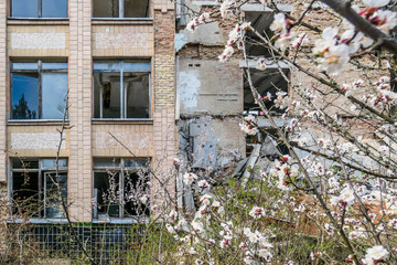 Fototapeta na wymiar Cherry trees blossoming in front of decaying building in Pripyat Ukraine. Nature wins over radiation and contamination. Concrete is falling apart, nature triumphs. Broken glass and falling apart walls
