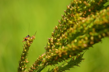 Crickets on grass flowers