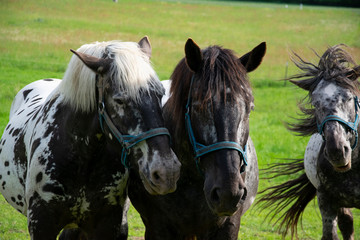 portrait of a two horses