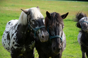 portrait of a two horses