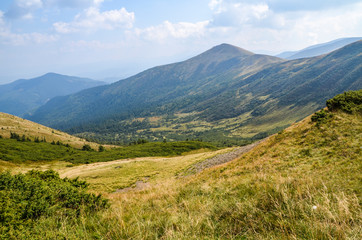 Fototapeta na wymiar Primeval beech forests of carpathian mountains. beautiful late summer landscape in afternoon. svydovets ridge in the distance. weathered grass on hills and meadows 