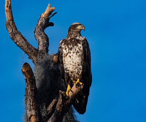 bald eagle on a tree