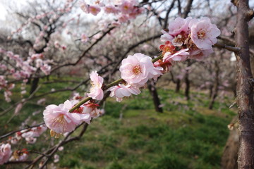 2月の終わりの藤牡丹枝垂れ