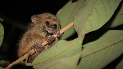 Photo of a little Tarsius in the night