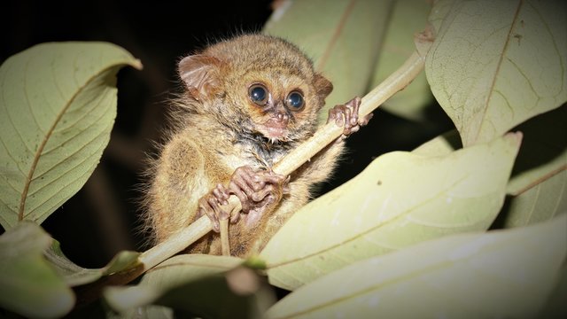 Photo of a little Tarsius in the night