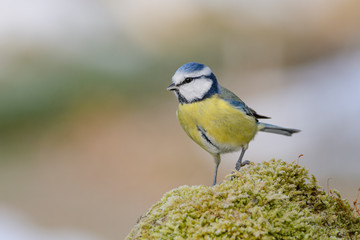 Blaumeise (Parus caeruleus)